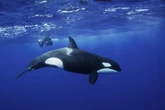 Orcas tentam socializar com humanos intencionalmente oferecendo comida