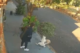 Vídeo: shih tzu é atacado por pit-bull no interior de São Paulo
