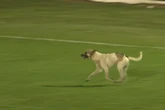 Vídeo: jogo da Série D é interrompido após cachorro invadir campo