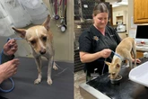 Cão ajuda equipe de resgate a encontrar tutora de 85 anos desaparecida