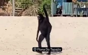 Macaco-aranha: conheça espécie que viralizou com vídeo no Pará