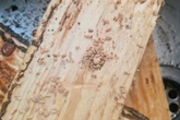 Traças em casa: o que causa infestações e como acabar com elas