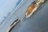 Baleia em estágio avançado de decomposição encalha em praia no litoral