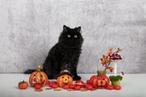 Cidade toma medida drástica para proteger gatos pretos no Halloween