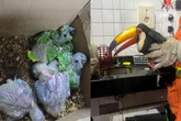 Filhotinhos de arara e tucano; veja aves silvestres resgatadas no DF