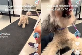 Tutor encontra cachorro 10 anos depois e emociona web