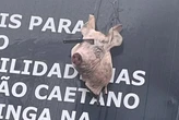 Torcida do Corinthians volta a provocar Palmeiras com cabeça de porco