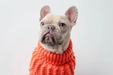 Entre cachorro e tutor: 9 atitudes imperdoáveis na perspectiva do pet