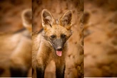 Morre, aos 2 anos, Atena a loba-guará mascote do Zoológico de Brasília