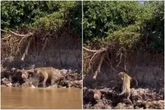 Vídeo. Em cena inusitada, onça-pintada ataca sucuri no Pantanal