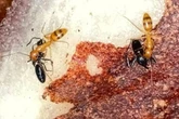 Plantas abrigam formigas rivais em “condomínios” naturais. Entenda