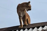 Morador se assusta com onça-parda em telhado de casa no Paraná