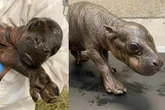 Raro hipopótamo-pigmeu nasce em zoológico dos Estados Unidos