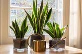 Conheça planta acessível que deixa o ar da casa mais limpo