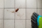 Baratas nunca mais! 2 itens que funcionam como repelentes caseiros