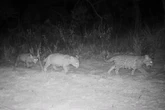 Cenas inéditas: onça-pintada dá à luz a trigêmeos no Cerrado. Vídeo