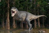 Cientistas acham vasos sanguíneos preservados em fóssil do maior T-Rex