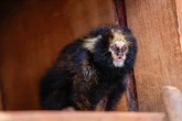 Zoo de Brasília recebe casal de saguis raros ameaçados de extinção