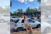 Jovem troca rotina por aventura e viaja com pet de carro rumo ao Peru