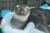 Chegada do inverno traz primeiros pinguins-de-Magalhães ao Rio