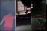 Veja momento em que procurador-geral é executado ao andar com cachorro