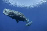 Conheça os três animais mais barulhentos do mundo, segundo a ciência