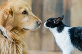4 passos para promover a boa convivência entre cães e gatos em casa
