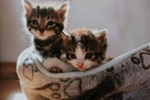 O que você precisa considerar ao adotar dois gatinhos, segundo expert