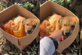 Vídeo: vira-lata caramelo acidentada é abandonada, mas tem final feliz