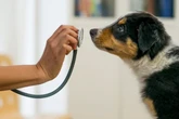 Pesquisa: veterinários perdem espaço na decisão de compra dos tutores