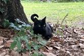 Gato cientista? Felino ajuda pesquisadores a identificarem novos vírus