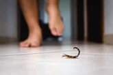 Por que escorpiões surgem mesmo em casas limpas e dedetizadas