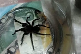 Comerciante “adotou” aranha e bar virou ponto de visitação em Itaquera