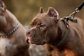 Pit-bull e mais 11 raças: veja cães proibidos por decreto estadual