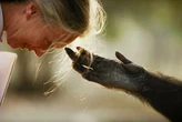 Para Jane Goodall, com amor (por Mariana Caminha)