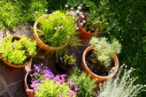 Bonitas, estas 4 plantas atraem dinheiro e ainda decoram a casa