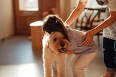 Meu cachorro sabe que eu o amo? Veterinária explica linguagem do amor