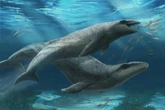 Austrália: fóssil de 26 milhões de anos revela nova espécie de baleia
