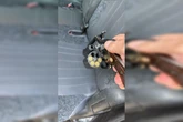 Motoqueiro atirador abre fogo contra casas e aterroriza vizinhança