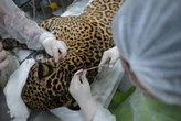 Veja imagens de atendimento a onça baleada que quase morreu afogada