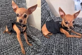 Conheça Gisele, pinscher de Luísa Sonza que virou capa de revista