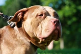 Criança de 2 anos morre após ser atacada por pit-bull da família em SP