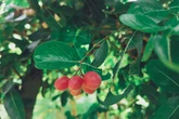 Fruta do milagre: conheça o fruto que transforma sabor azedo em doce
