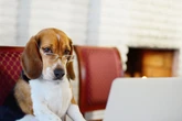 Especialista revela quais as 7 raças de cachorros mais inteligentes