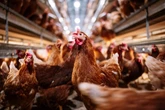 Gripe aviária: Rússia decide tirar embargo à carne de frango nacional