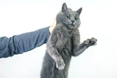 Veterinária alerta para os riscos de segurar gatos pelo “cangote”