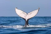 Baleias retomam espaços onde quase foram extintas no Brasil