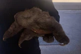 Vídeo: bicho-preguiça é resgatado em estação de BRT no DF
