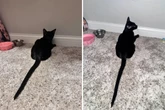 Gato resgatado viraliza com rabo gigante e surpreende as redes sociais