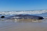 Baleia de mais de 16 metros é encontrada morta em Santa Catarina
